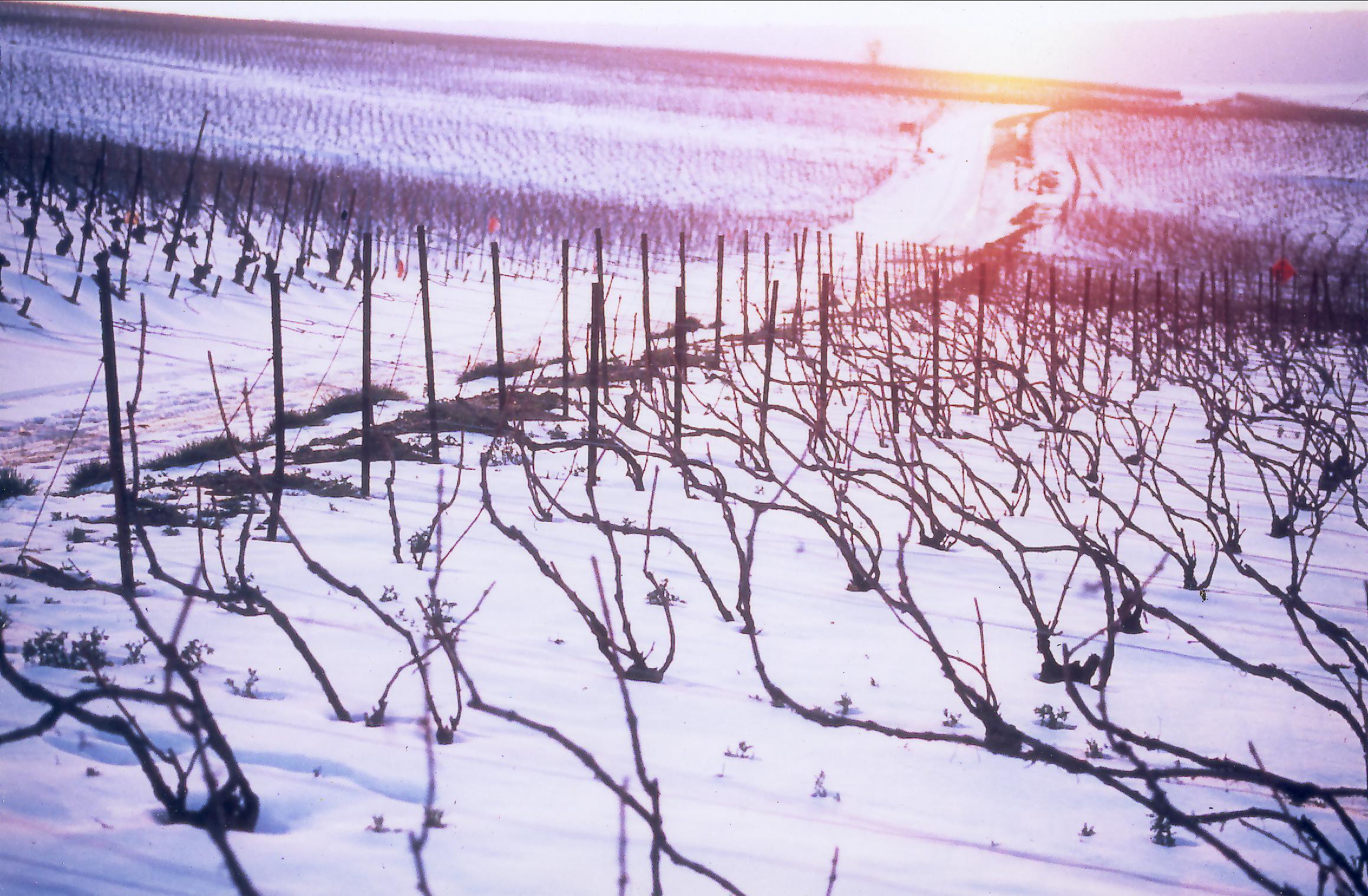 Denis Frézier｜ ヌーヴェル・セレクション Nouvelles Selections Inc